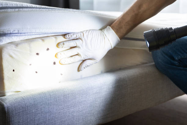 Best Affordable Pest Control Services  in Fayetteville, NY