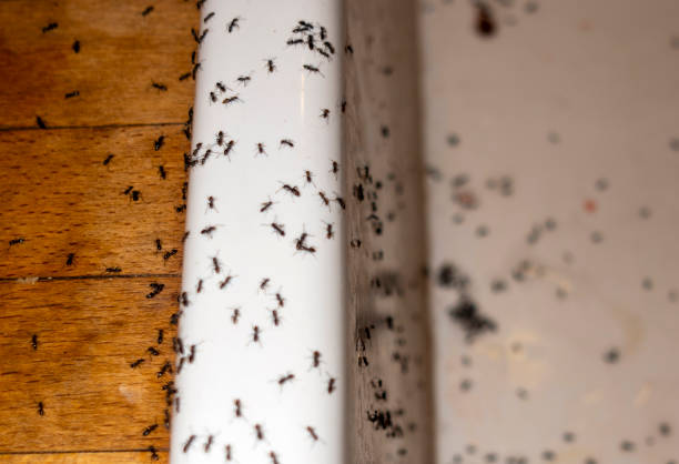 Best Spider Control Near Me  in Fayetteville, NY
